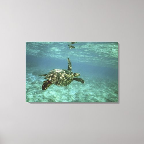 Green Sea Turtle Chelonia mydas Kona Coast Canvas Print