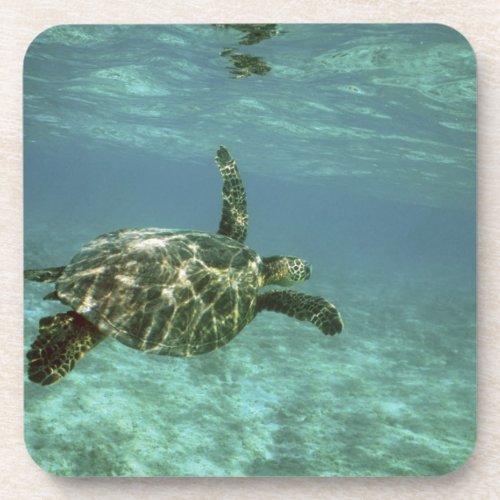 Green Sea Turtle Chelonia mydas Kona Coast Drink Coaster