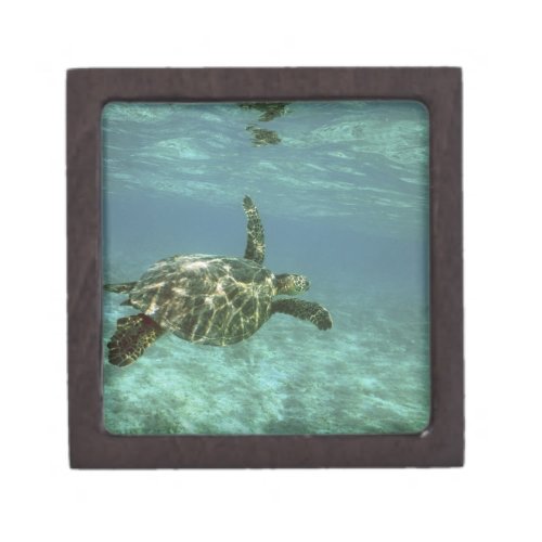 Green Sea Turtle Chelonia mydas Kona Coast Gift Box