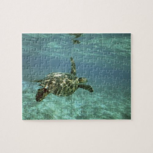 Green Sea Turtle Chelonia mydas Kona Coast Jigsaw Puzzle