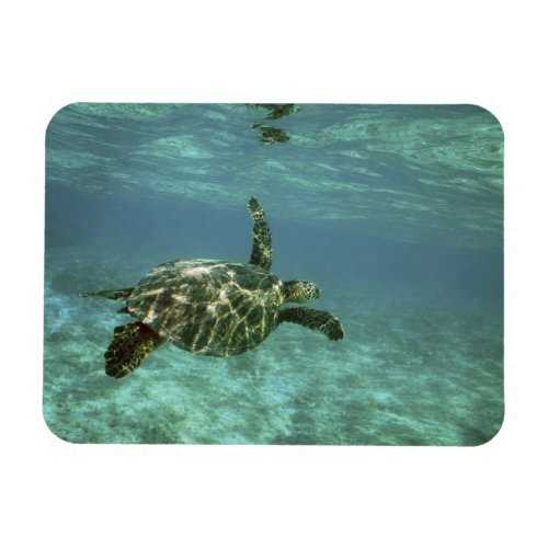 Green Sea Turtle Chelonia mydas Kona Coast Magnet