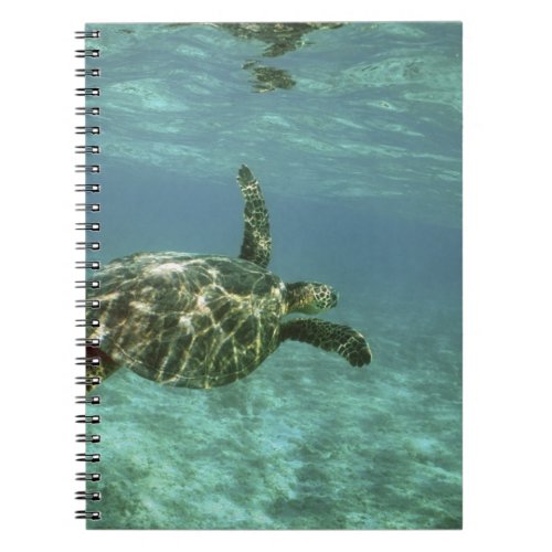 Green Sea Turtle Chelonia mydas Kona Coast Notebook