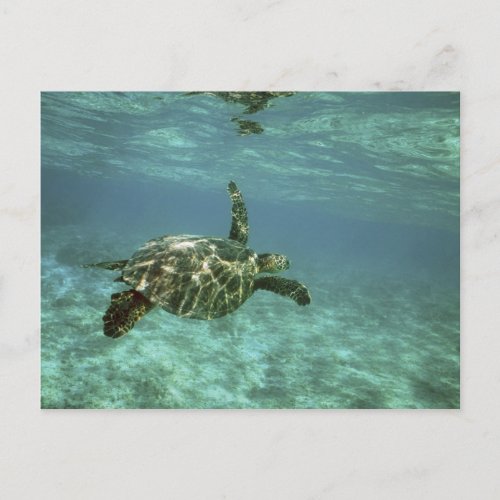 Green Sea Turtle Chelonia mydas Kona Coast Postcard