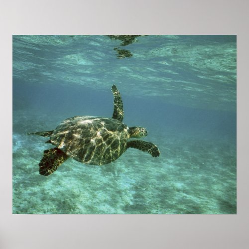 Green Sea Turtle Chelonia mydas Kona Coast Poster