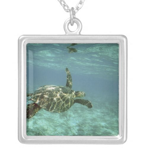 Green Sea Turtle Chelonia mydas Kona Coast Silver Plated Necklace