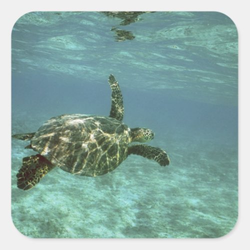 Green Sea Turtle Chelonia mydas Kona Coast Square Sticker