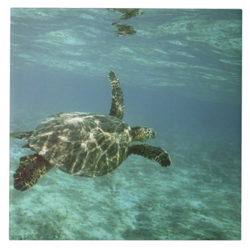 Green Sea Turtle Chelonia mydas Kona Coast Tile