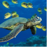 Green Sea Turtle Cutout<br><div class="desc">Green Sea Turtle</div>