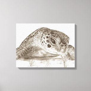 Green Sea Turtle Drawing Canvas Print