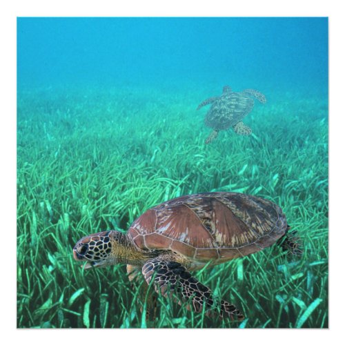 Green Sea Turtle Grazing Seagrass Meadow Photo Print