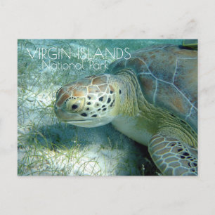 Green Sea Turtle Grazing, Virgin Islands NP Postcard