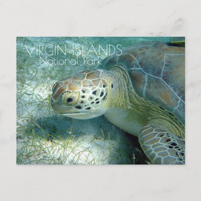 Green Sea Turtle Grazing, Virgin Islands NP Postcard (Front)
