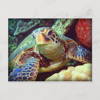 GREEN SEA TURTLE HAWAII POSTCARD