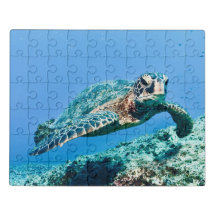 Green Sea Turtle in Blue Sea Water