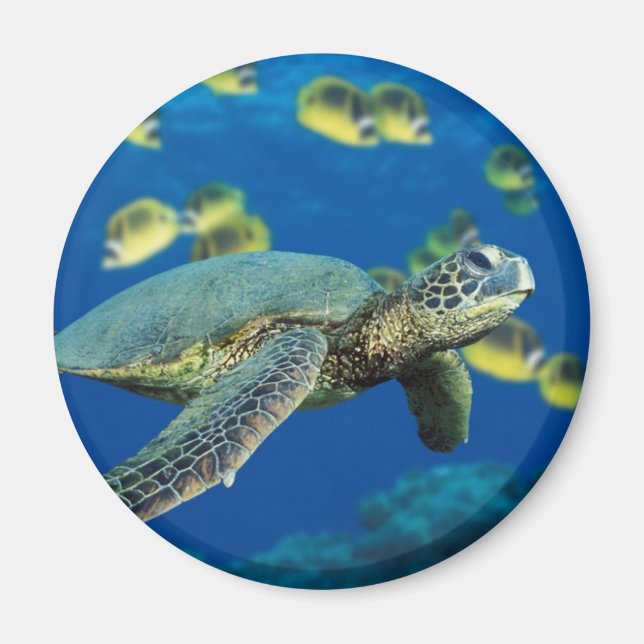 Green Sea Turtle Magnet (Front)