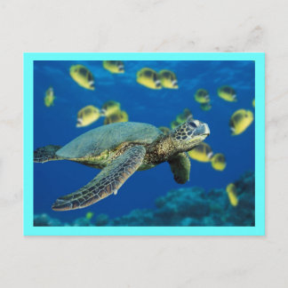 Green Sea Turtle Postcard