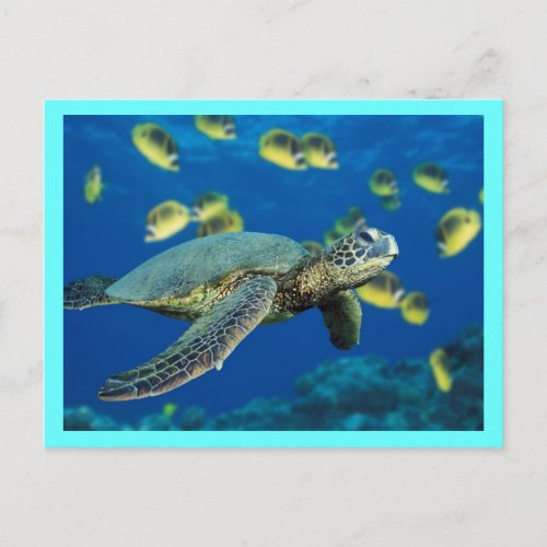 Green Sea Turtle Postcard