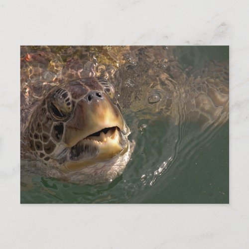 Green Sea Turtle Postcard