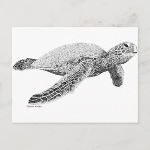 Green Sea Turtle Postcard