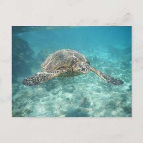 Green Sea Turtle Postcard