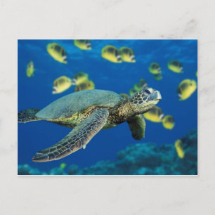 Green Sea Turtle Postcard