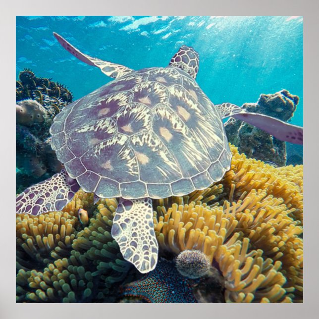 Green Sea Turtle Poster (Front)