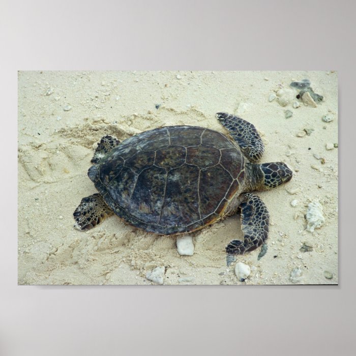 Green sea turtle posters