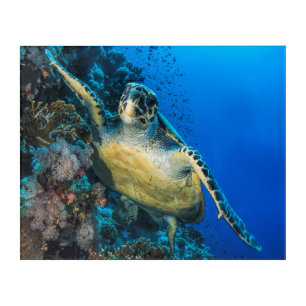 Green Sea Turtle   Red Sea Acrylic Print