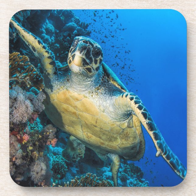 Green Sea Turtle | Red Sea Coaster (Front)