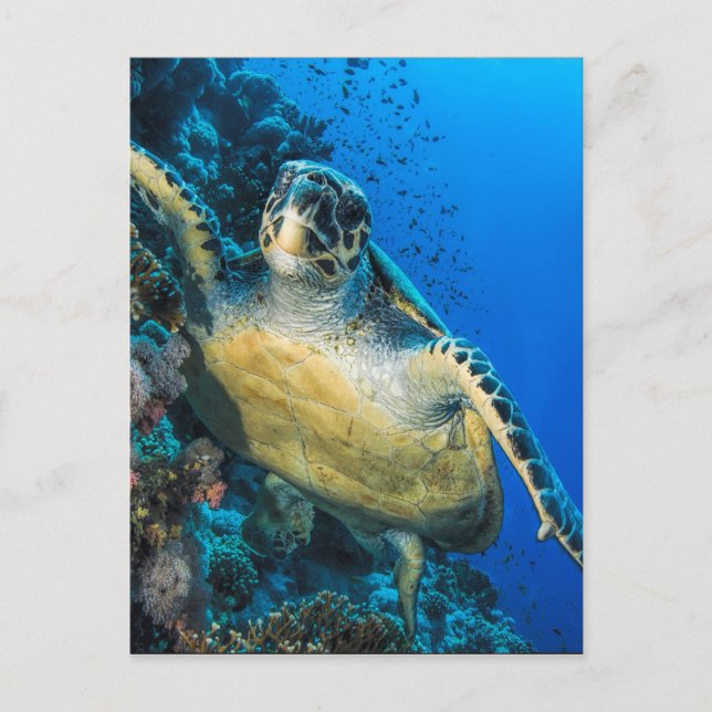 Green Sea Turtle | Red Sea Postcard (Front)