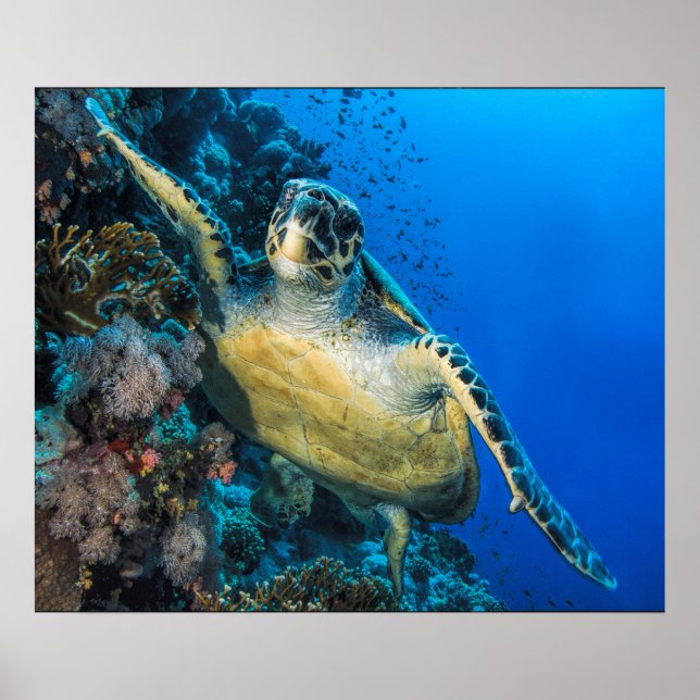 Green Sea Turtle | Red Sea Poster (Front)
