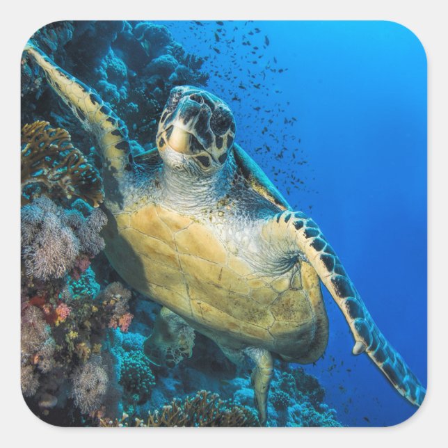 Green Sea Turtle | Red Sea Square Sticker (Front)