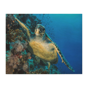 Green Sea Turtle Red Sea Wood Wall Decor