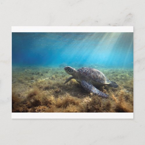 Green sea turtle relaxing underwater postcard