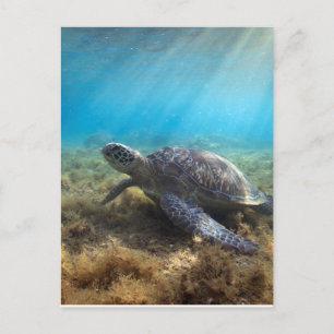 Green sea turtle relaxing underwater postcard