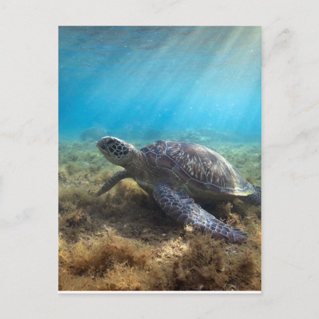 Green sea turtle relaxing underwater postcard (Front)