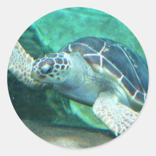 Green Sea Turtle Stickers