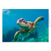 Green Sea Turtle Swimming Over Coral Reef |Hawaii (Front Horizontal)