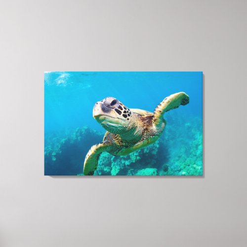 Green Sea Turtle Swimming Over Coral Reef Hawaii Canvas Print