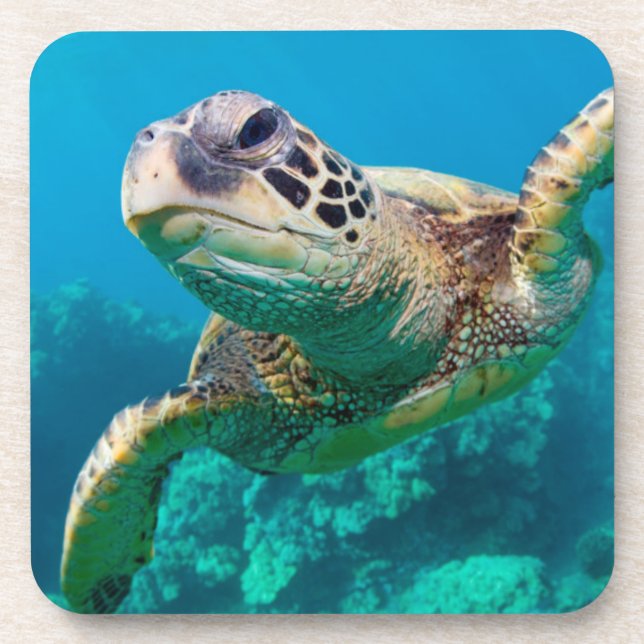 Green Sea Turtle Swimming Over Coral Reef |Hawaii Drink Coaster (Front)
