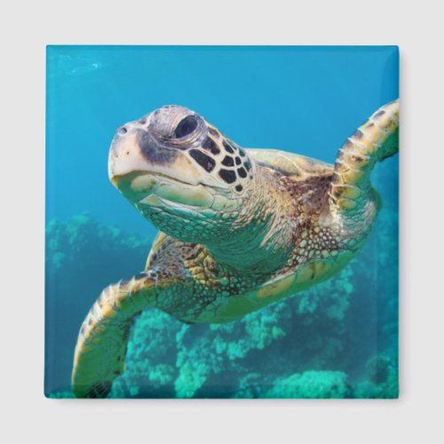 Green Sea Turtle Swimming Over Coral Reef Hawaii Magnet