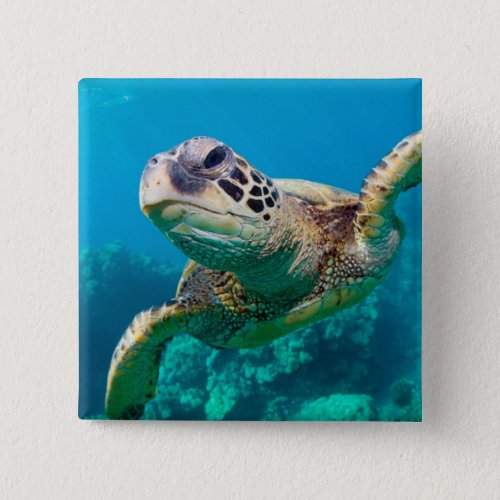 Green Sea Turtle Swimming Over Coral Reef Hawaii Pinback Button