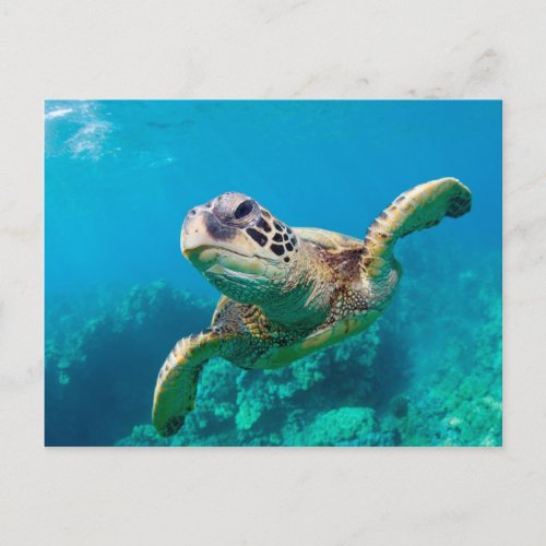 Green Sea Turtle Swimming Over Coral Reef Hawaii Postcard