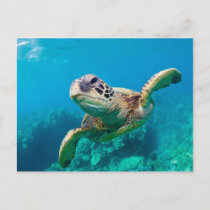 Green Sea Turtle Swimming Over Coral Reef |Hawaii Postcard