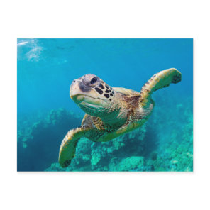 Green Sea Turtle Swimming Over Coral Reef |Hawaii Postcard