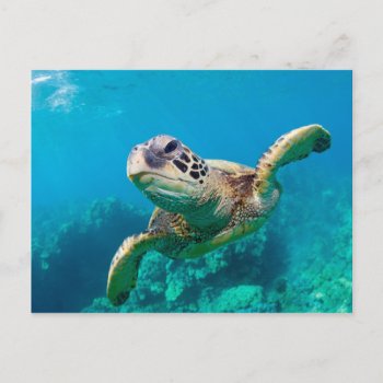 Green Sea Turtle Swimming Over Coral Reef |hawaii Postcard by welcomeaboard at Zazzle