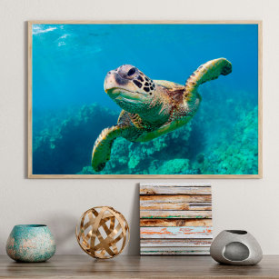 Green Sea Turtle Swimming Over Coral Reef  Hawaii Poster