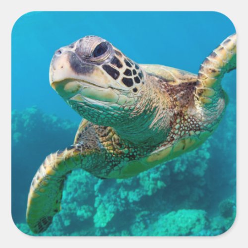 Green Sea Turtle Swimming Over Coral Reef Hawaii Square Sticker