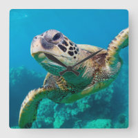 Green Sea Turtle Swimming Over Coral Reef |Hawaii