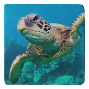 Green Sea Turtle Swimming Over Coral Reef Hawaii Trivet